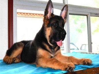 狼狗最新爆料视频大全下载,揭秘幕后真相，带你领略真实世界  第1张